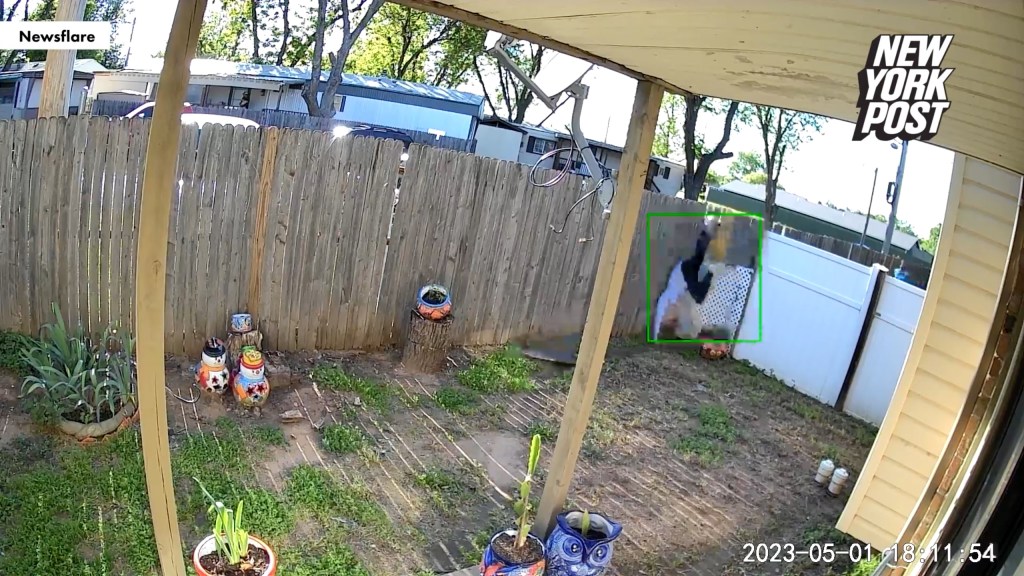 The thief tumbles into a backyard.