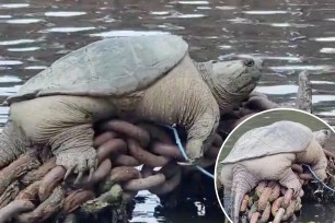 The massive reptile was spotted enjoying some sun on the Chicago River last week.