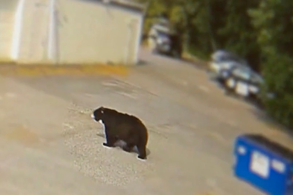 The bear was caught on footage obtained by a local station.