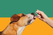 A dog eating oil cbd from a hand