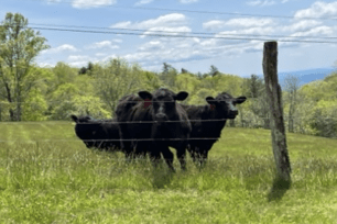 Police said the cows didn't want "suspected criminals loitering in their pasture," so they took it upon themselves and lead cops to where the suspect was hiding out.