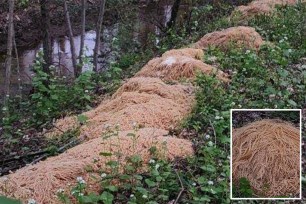 Hundreds of pounds of pasta can be seen dumped near Veterans Park in Old Bridge.