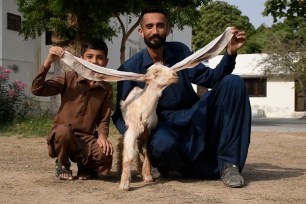 This baby goat is easy to "lobe."