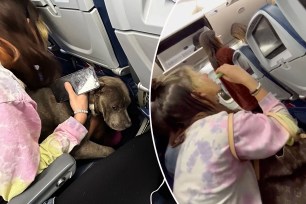 Twitter user @Just_Juanie, 28, from Los Angeles, went viral after revealing she'd been sat next to a 50-pound pit bull, who "blemished" her belongings, and its owner who vaped on an e-cigarette during her recent Delta Airlines flight.