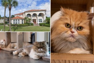 Cats and mansion