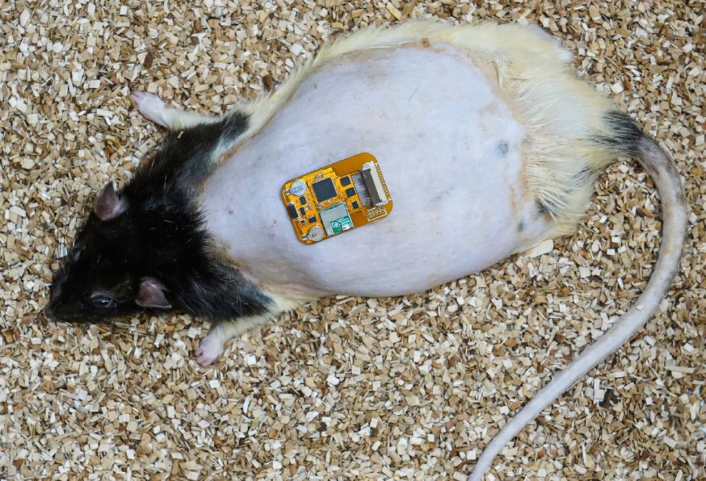 rodent with an electronic bandage on it