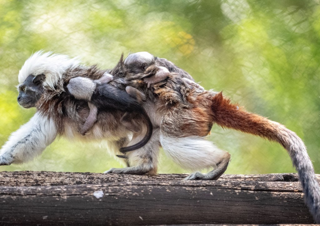 The babies cling to their mother's back.