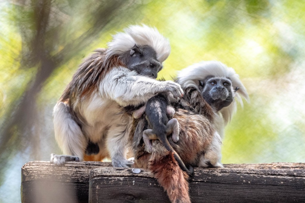 The parents pet their babies.