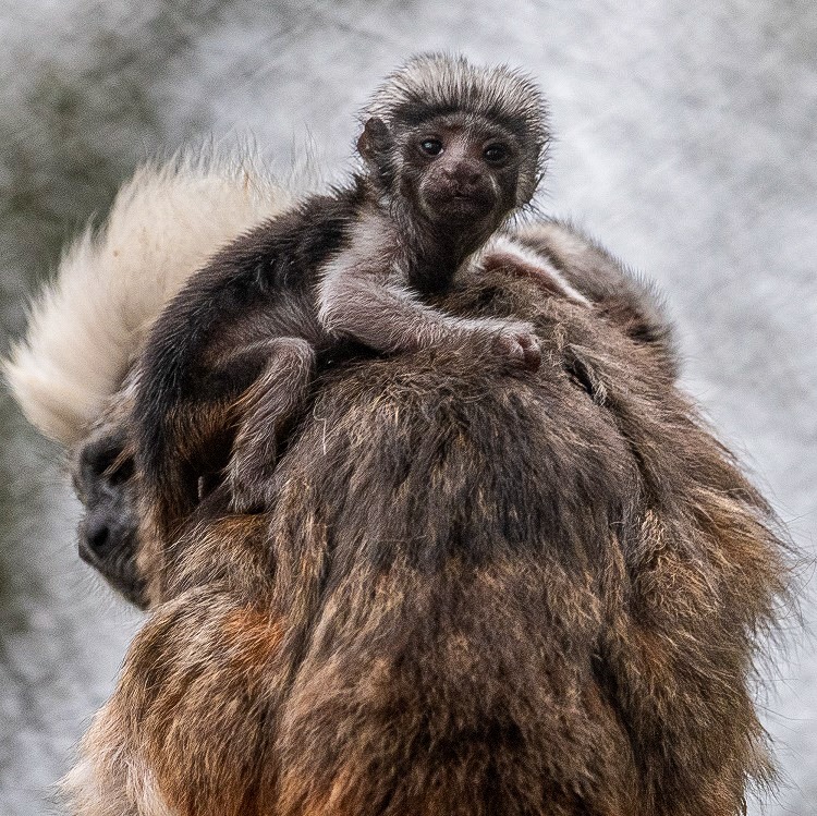 A baby monkey clings to its mother's back.