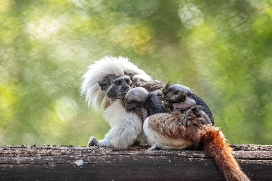 The babies cling to their mother.