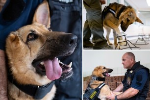 German shepherd wounded in Ukraine gets new start as Hungarian police dog