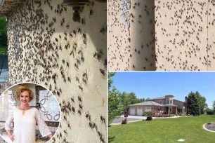 Colette Reynolds has revealed the emotional and mental toll of hundreds of thousands of crickets infesting her dream house. 