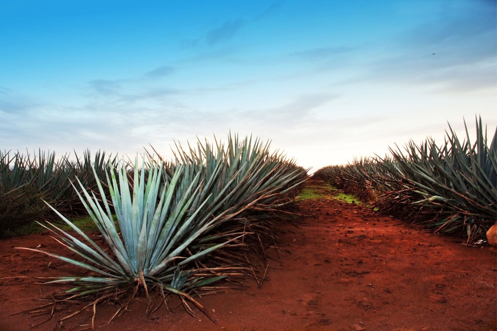 Agave tequila landscape to Guadalajara, Jalisco, Mexico