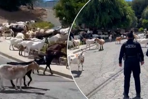 Herd of escaped goats is hard to 'bleat'