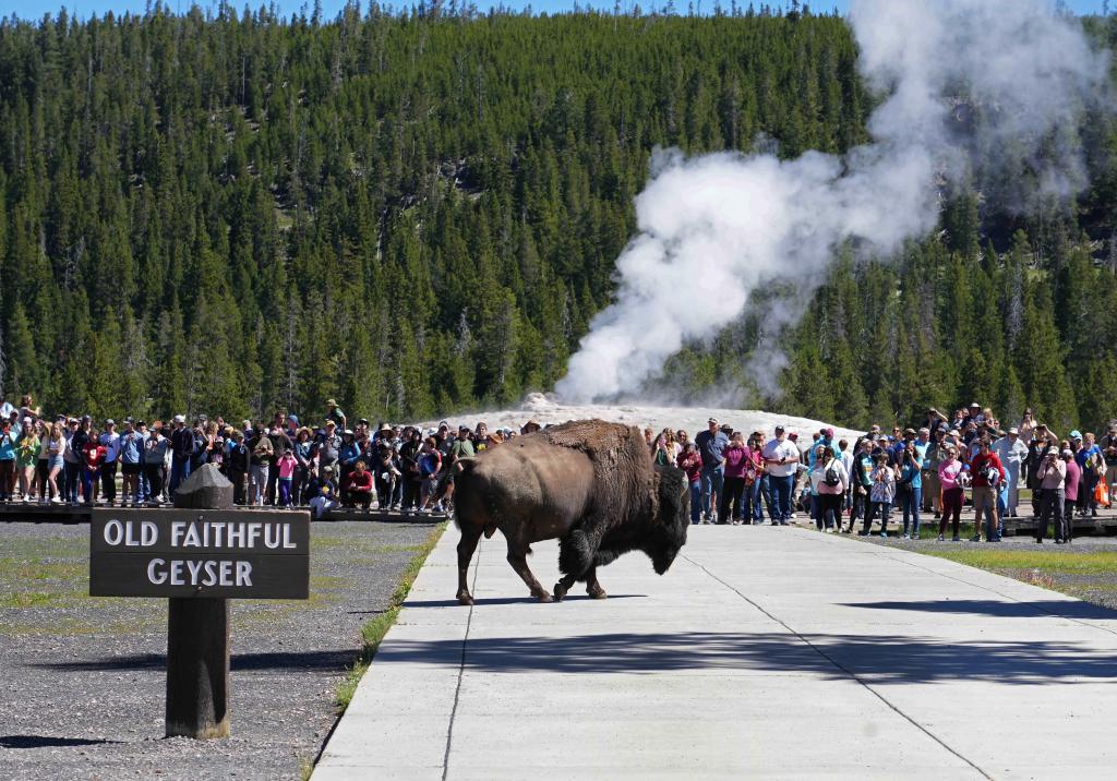 File photo of a Bison