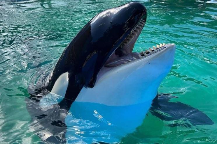 Lolita the orca whale, kept in captivity for over 50 years, has died at a Miami aquarium.