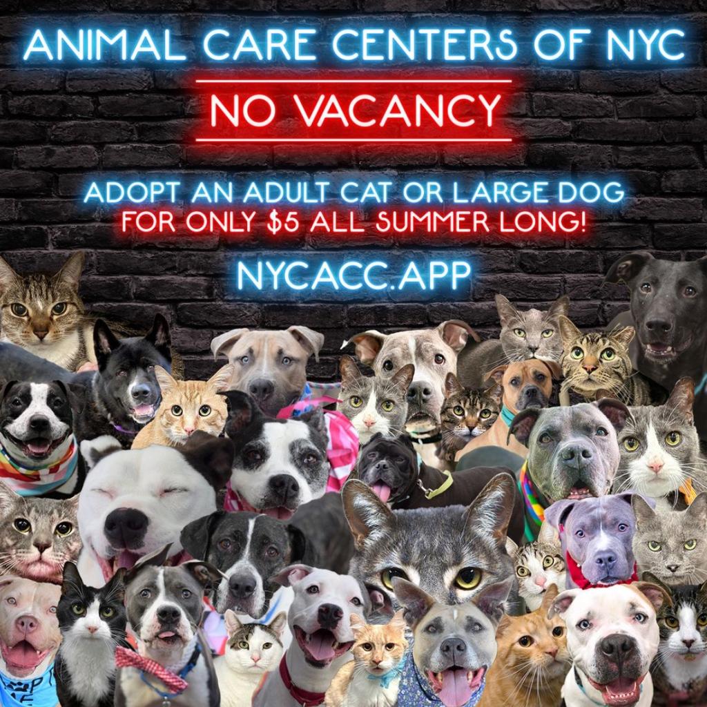 ACC graphic of animals and no vacancy sign.