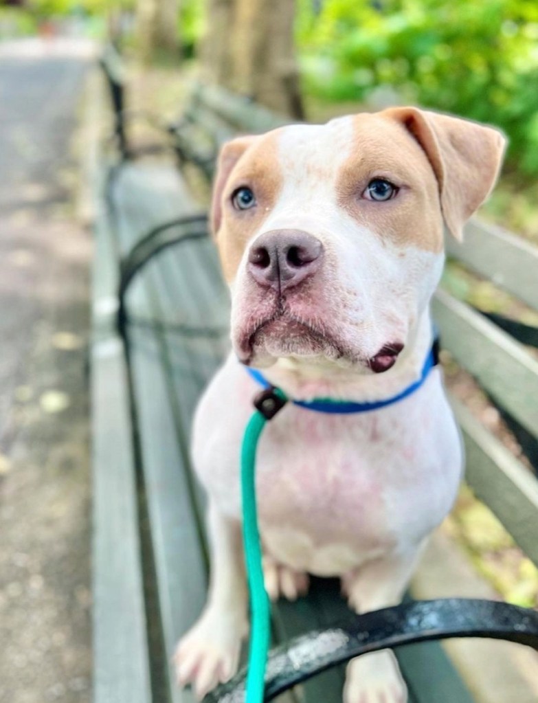 Dog sitting on a bench.