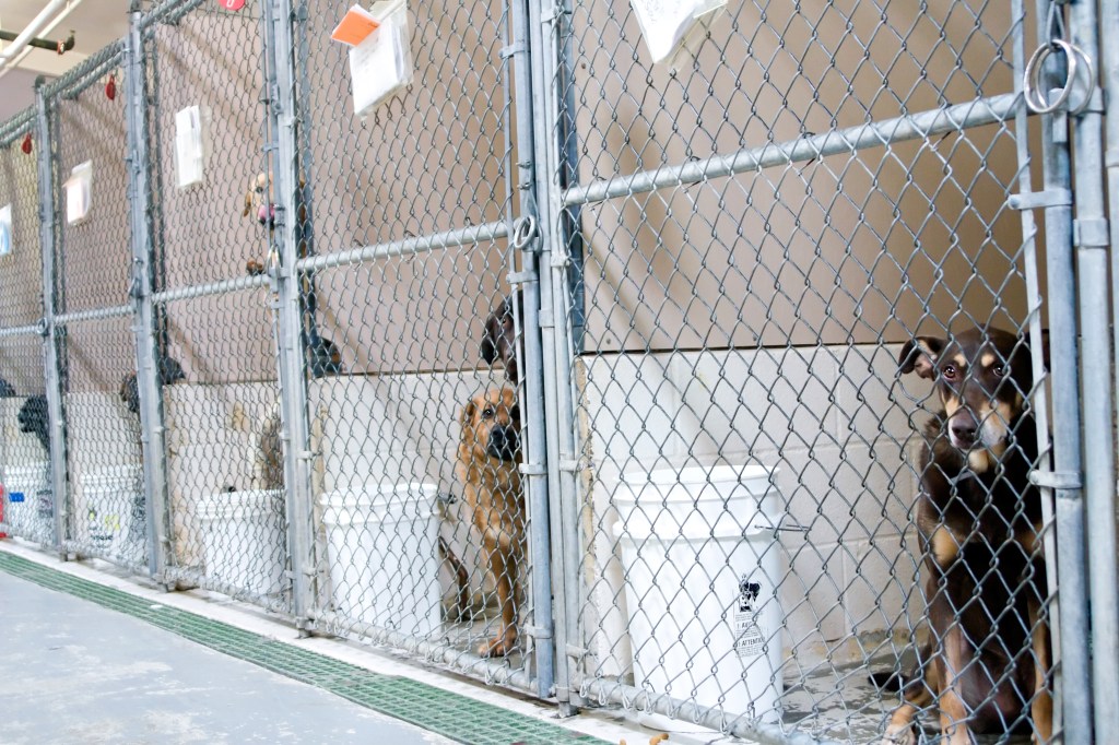 Dogs in kennels await adoption