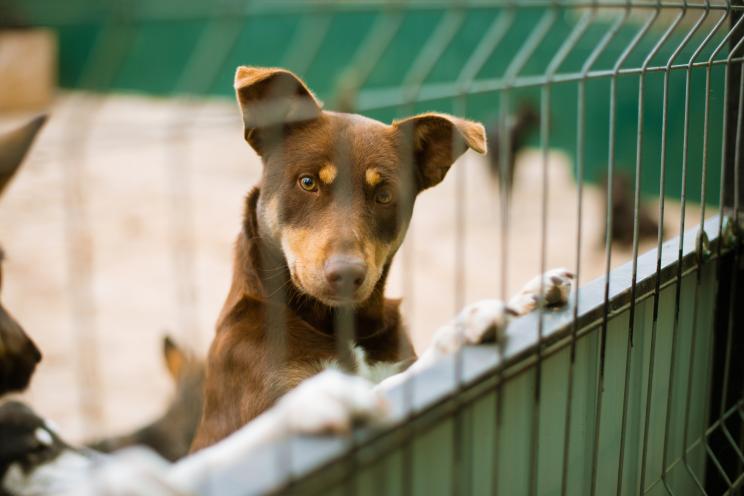 Dog in shelter