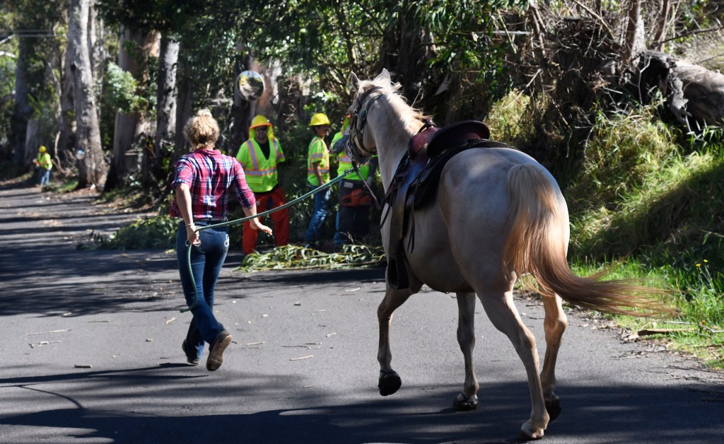 A woman evacuates her horse past a Maui County crew working to clear Olinda Road of wind-blown debris in the fire-threatened area of Kula, Hawaii.