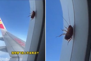 The cockroach provided some in-flight entertainment for the passenger.