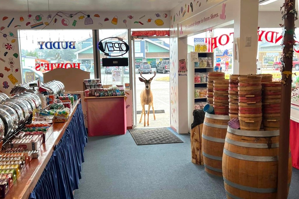 A deer peers into a Washington candy shop.