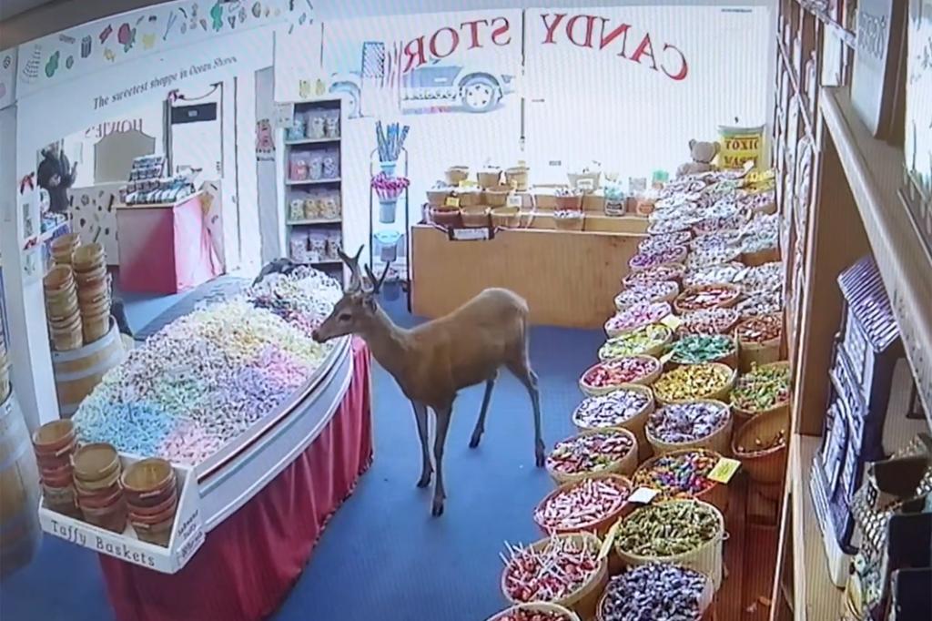 The deer sniffs at the store's taffy display.