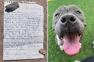 Shelter Writes Touching Letter to Owner Who Left Dog at Rescue with Note Explaining Choice