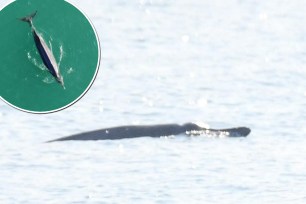 A composite of the Sowerby's beaked whale.