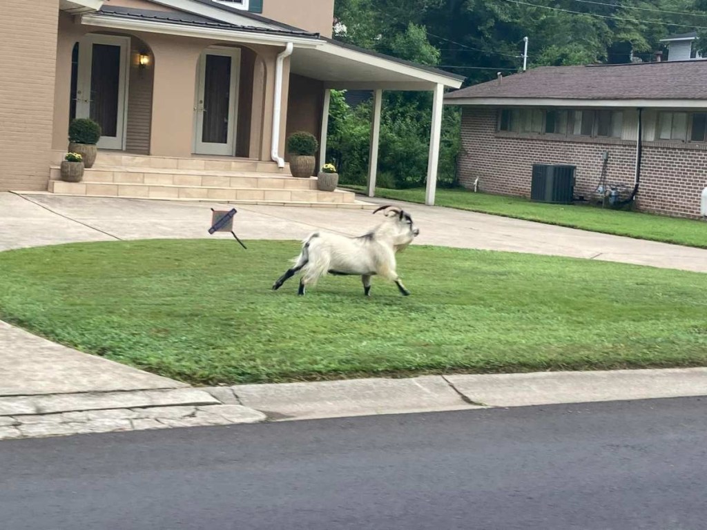 Billy the Goat on Elder Street in Birmingham