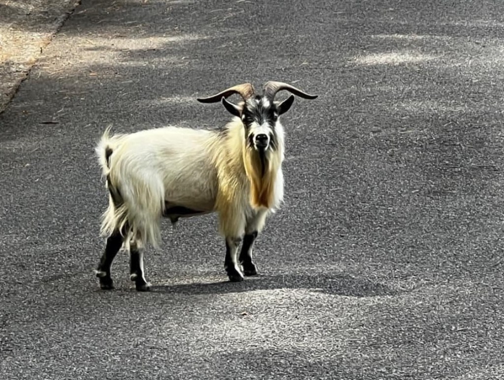 Photos of a runaway goat in Birmingham, Alabama.