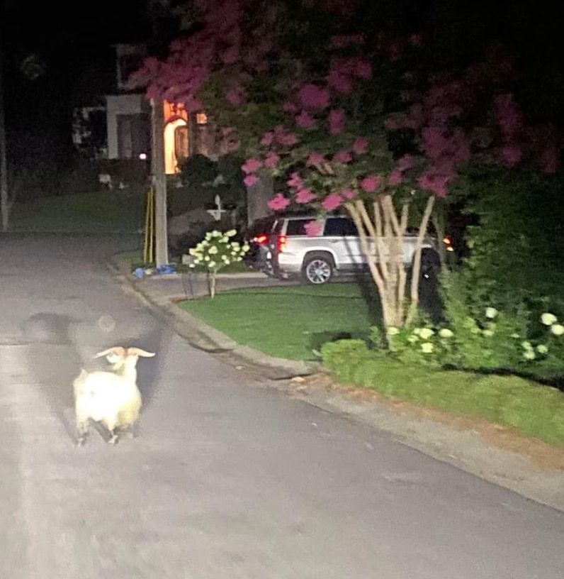 Photos of a runaway goat in Birmingham, Alabama.