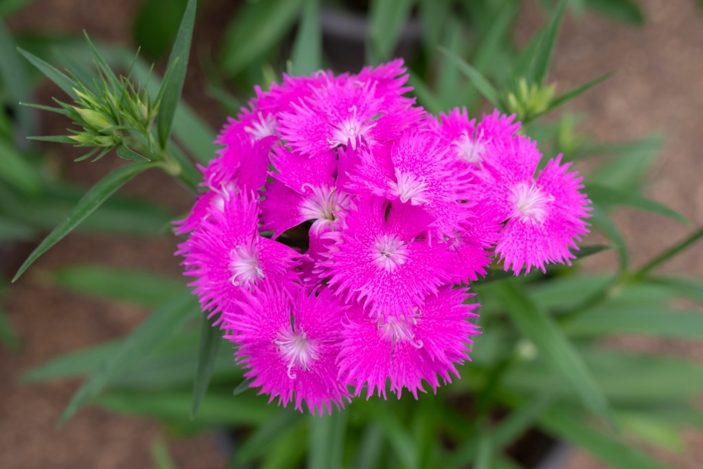 Sweet William blossom in the meadow.