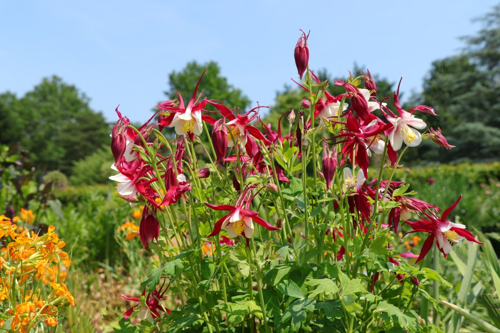 Wild flowers.