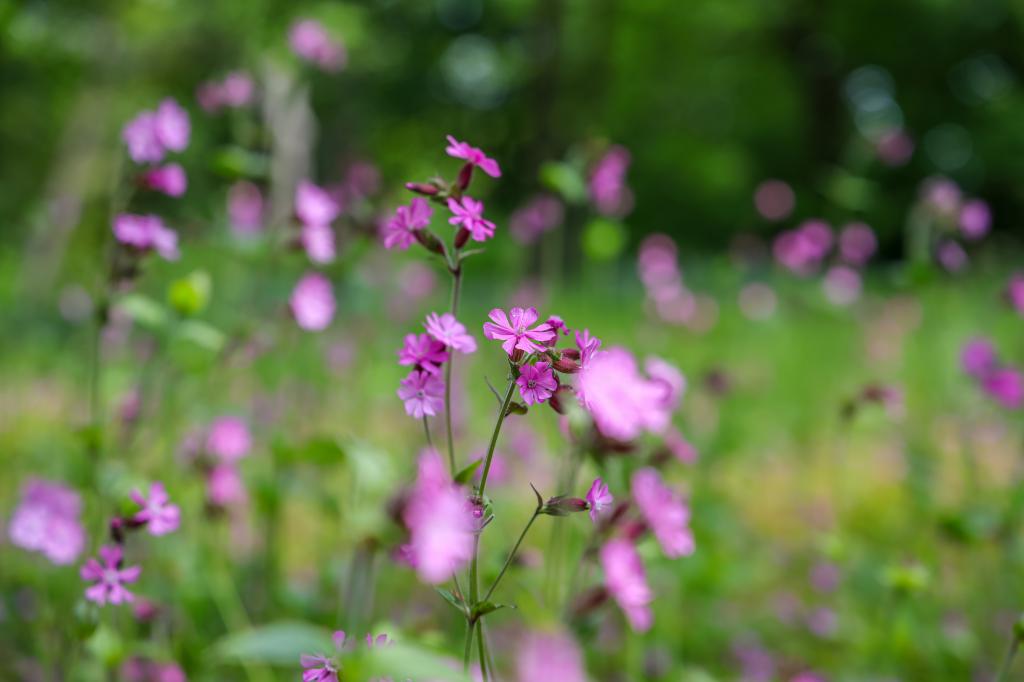 Wild flowers.