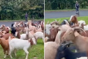 loose goats putnam county