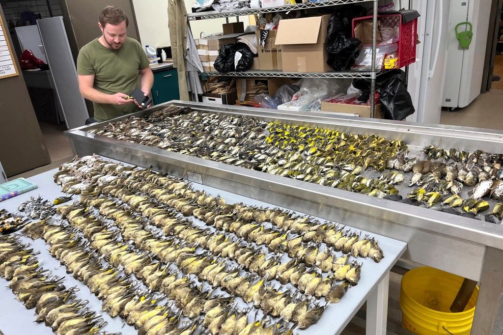 The horrifying carnage was laid bare Thursday morning -- with dead and injured birds blanketing the street surrounding the McCormick Place Lakeside Center.