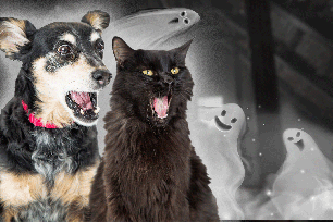 Think your pet is spooked by something from another dimension? Animal psychic Nancy Mello has tips on how to deal with it.