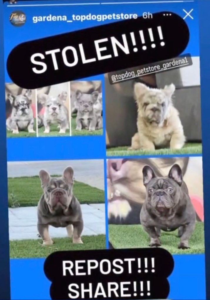 Some of the 12 French bulldog puppies stolen in Gardena, California 