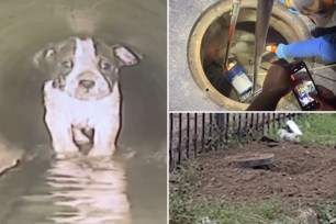 puppy in sewer