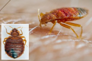 Close-up images of bed bugs