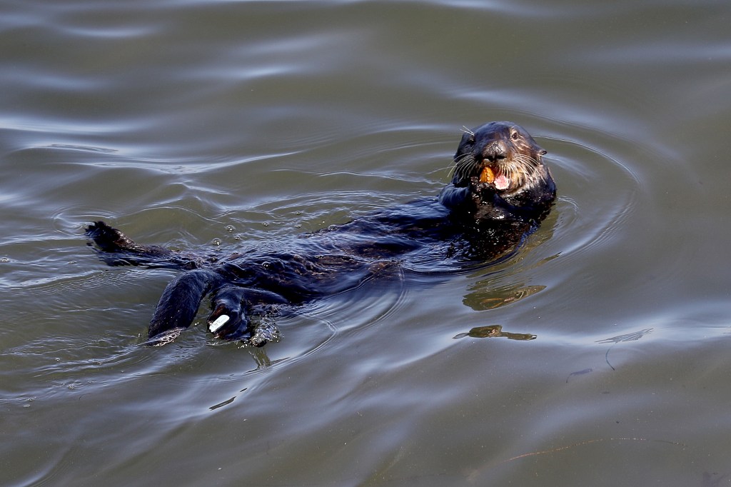 This sea otter has been attacking and terrorizing surfers along the Santa Cruz coastline