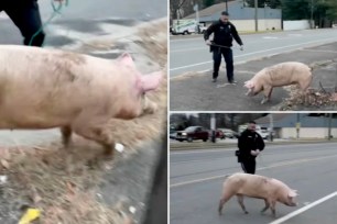 A loose pig named Albert Einswine led New Jersey police on a chase this week.