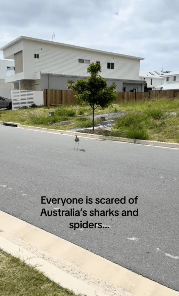 TikTok video of scary bird