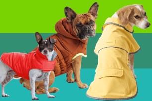 Dogs wearing coats