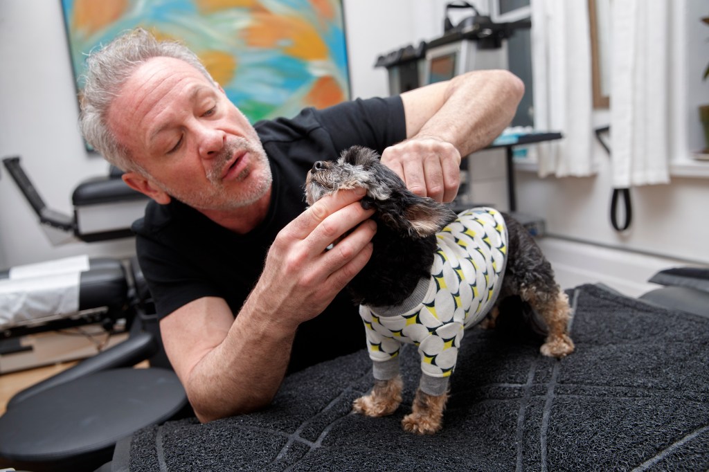 Chiropractor Doug Willen, 59, in his Fifth Avenue offices with 12-year-old Yorkipoo, Rookie.