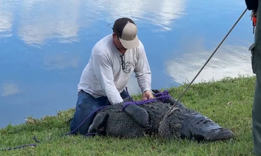 The alligator was reported to be at least 10-feet long and weighed 700-pound.