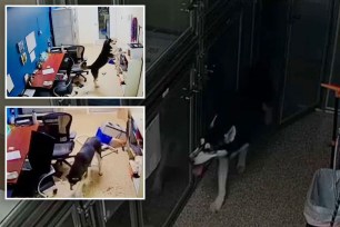 The Husky broke out of his kennel at an Arizona animal shelter for a late-night snack, setting off alarms in the facility.