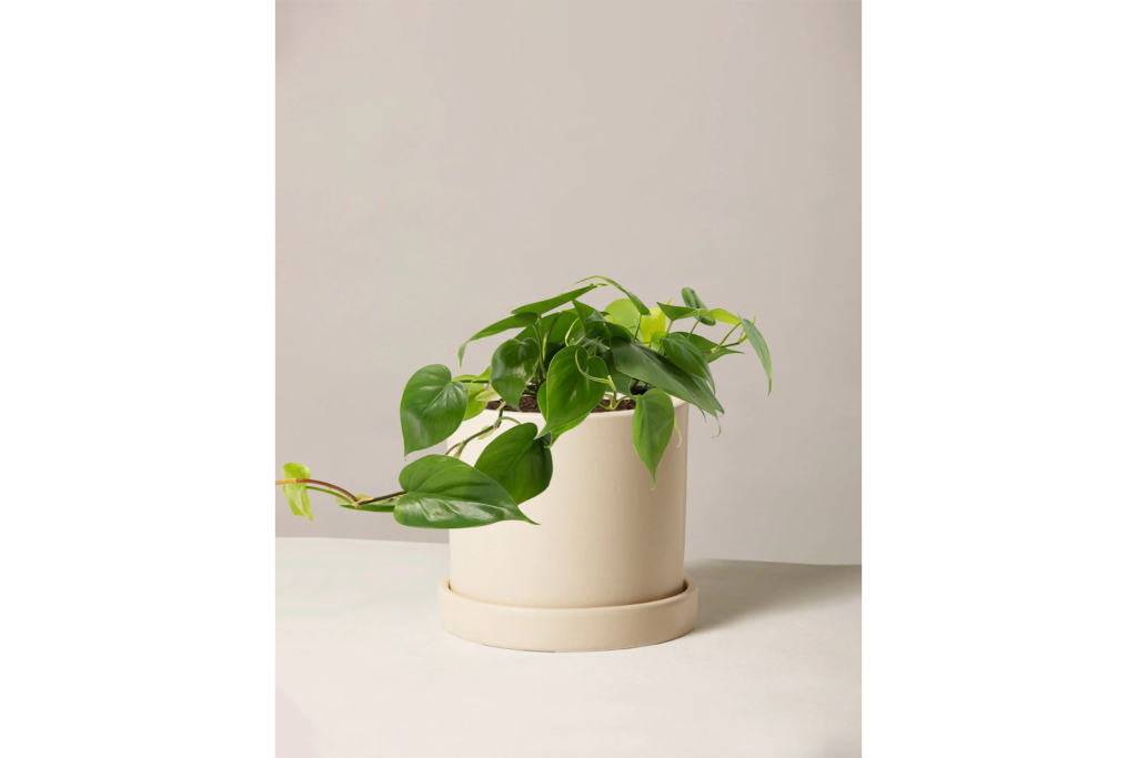 The Sill Philodendron Green